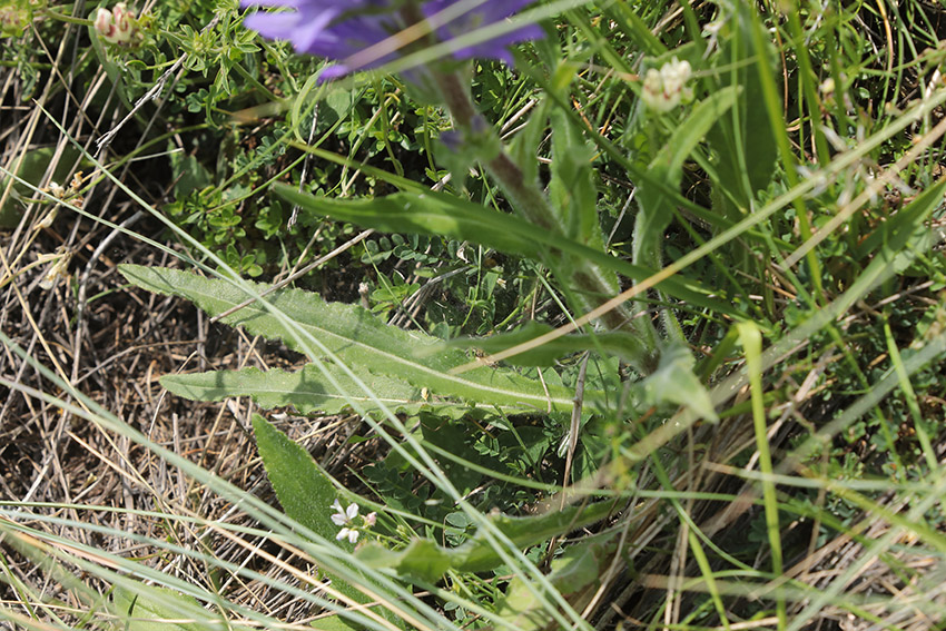 Campanula spicata / Campanula spigata